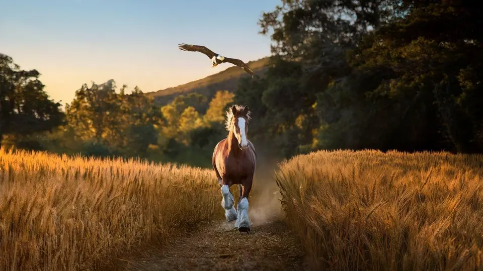 Imagine De ce a avut ecou campania „Simboluri americane” de la Budweiser